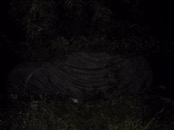 &nbsp;&nbsp;Chip under camotree2&nbsp;&nbsp;