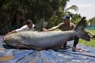 &nbsp;&nbsp;Giant Catfish&nbsp;&nbsp;